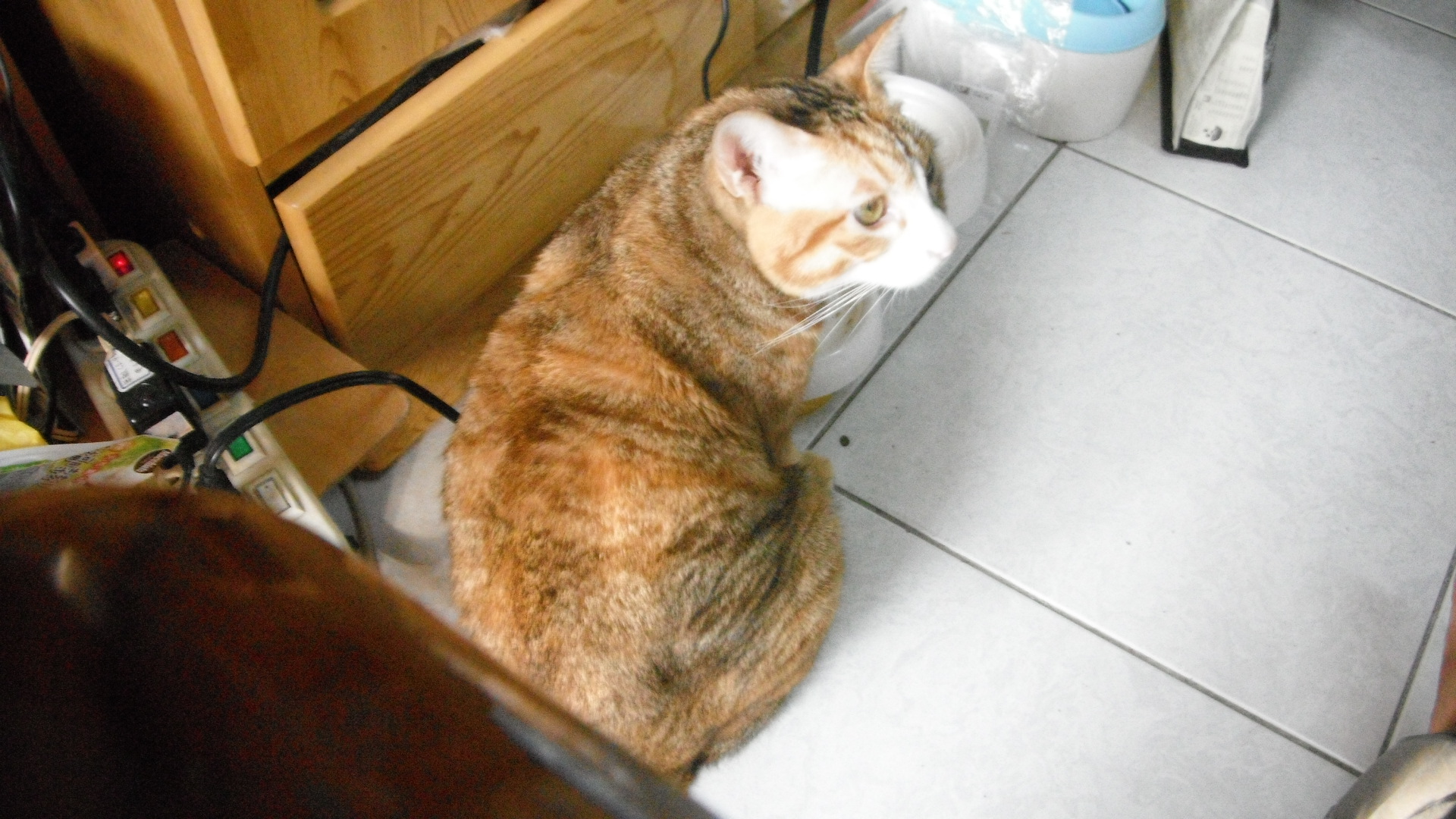 姊姊養的貓之一